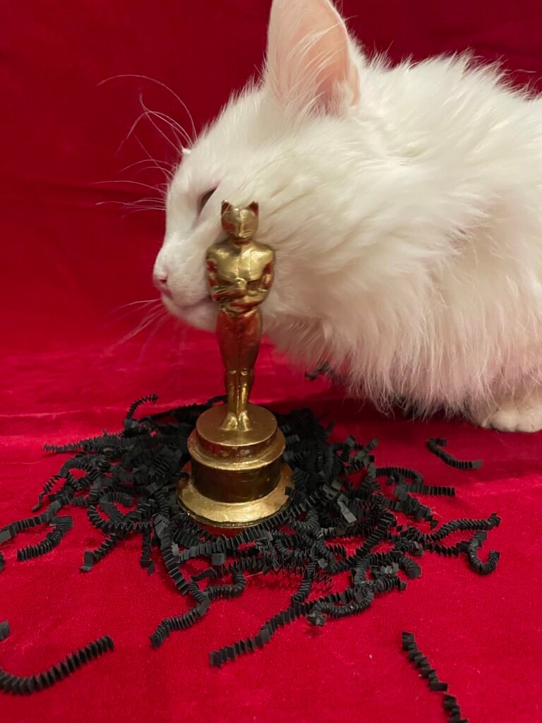 The pawcademy awards